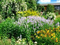 another-border-at-Coton-Manor