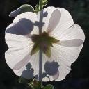 white hollyhock
