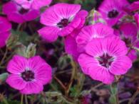 Geranium sub. ’Splendens’