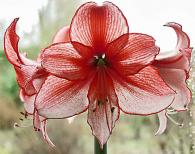 Hippeastrum 'Charisma’