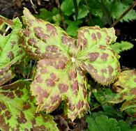 Podophyllum hexandrum