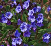 Pulmonaria ’Blue Ensign’