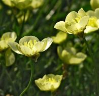 Ranunculus bulbosus