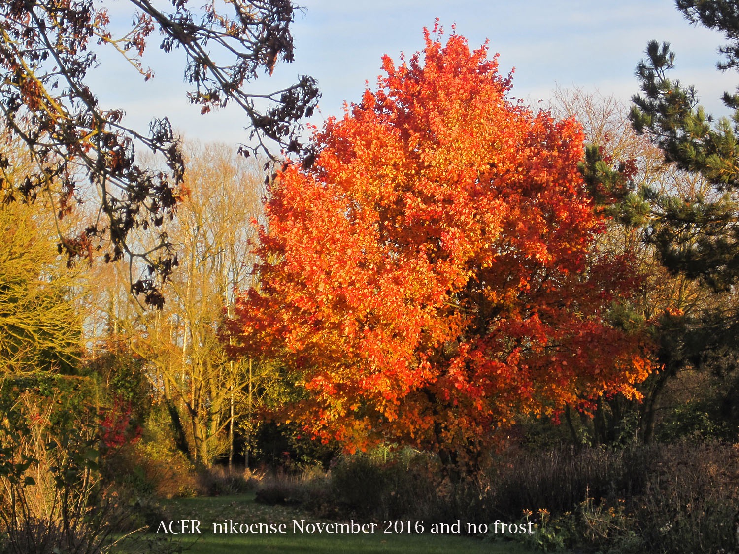 Acer nikoense