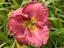 Hemerocallis seedling