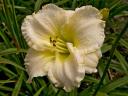 Hemerocallis seedling