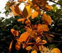Cotinus colouring well