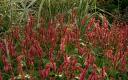 Persicaria a. ‘Summer Dance’