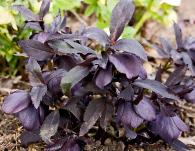 hellebore dark leaves, dark flowers