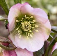 hellebore