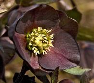 hellebore