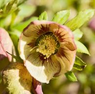 hellebore seedling