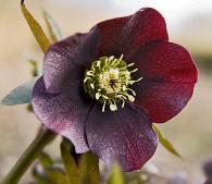 hellebore seedling